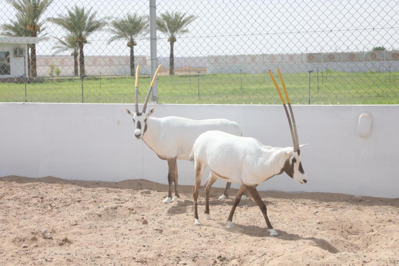 Jawharat Bidiyah Resort "Jbr" Al Ghabbi Dış mekan fotoğraf